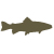 trout